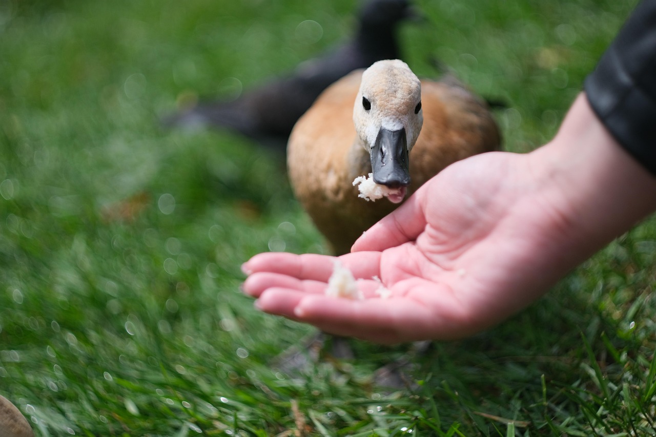 duck, animal, bird, nature, swan, plumage, mallard, feather, sky, ducklings, water, goose, poultry, ducks, cute, bill, small, swim, fluffy, sunrise, wild, beak, wildlife, donate, help, donate, donate, donate, donate, donate, help